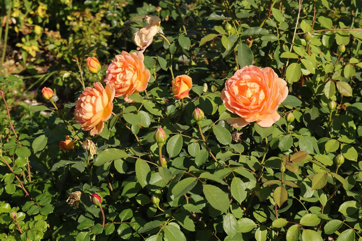 Cream white rose photographed in the original garden