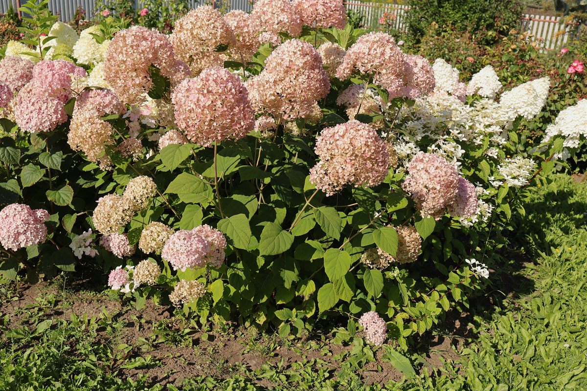 Pink and white rose cluster against a blue sky