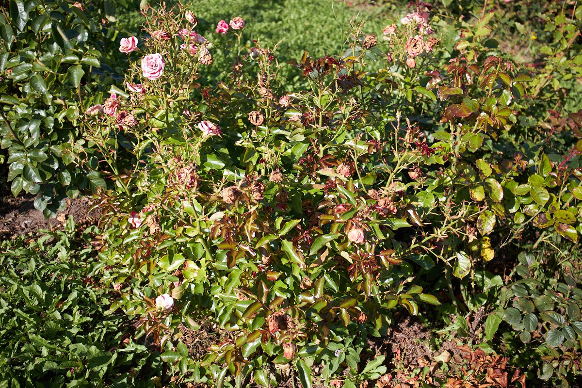 A wide view of peach roses growing in the original garden