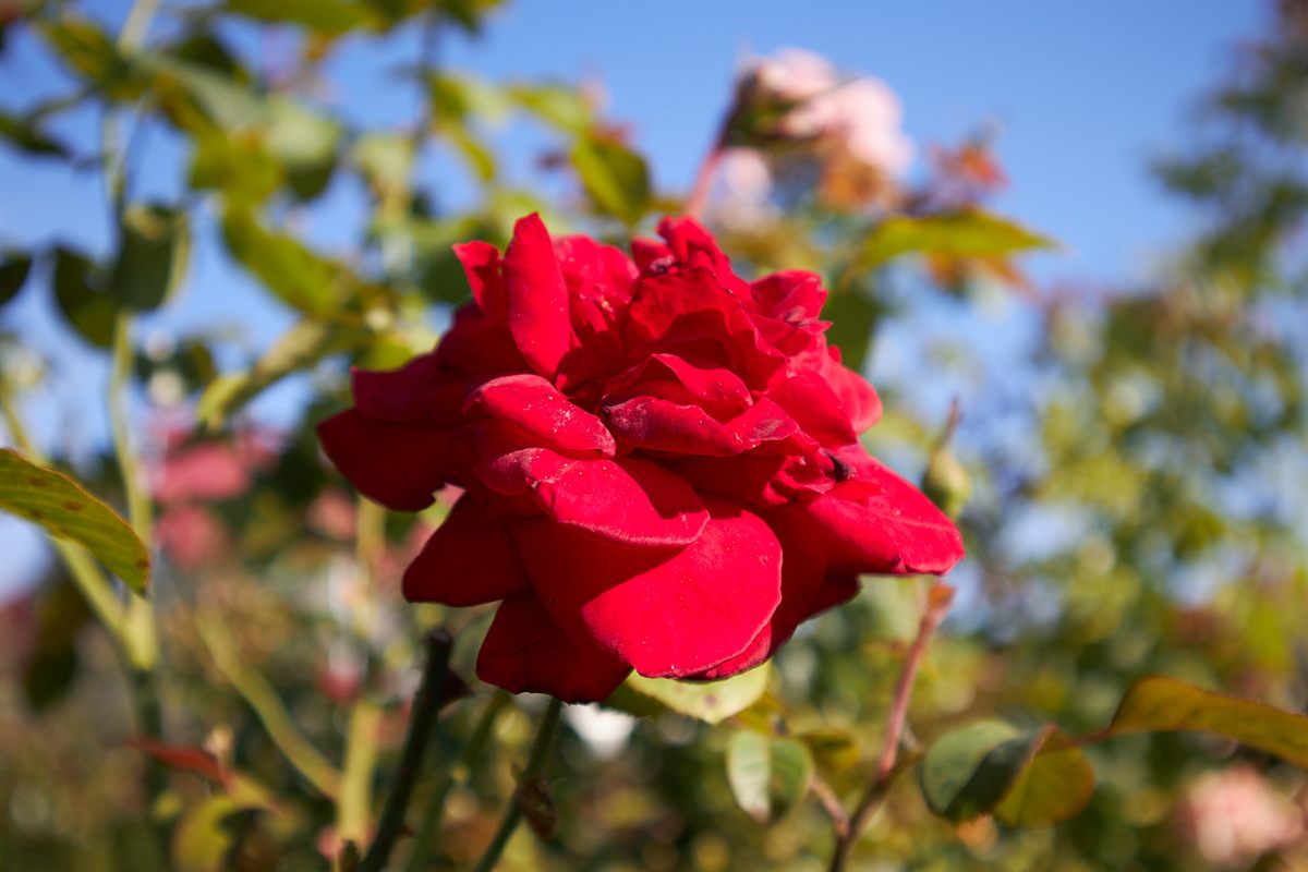 A naturally aging red rose in the original garden