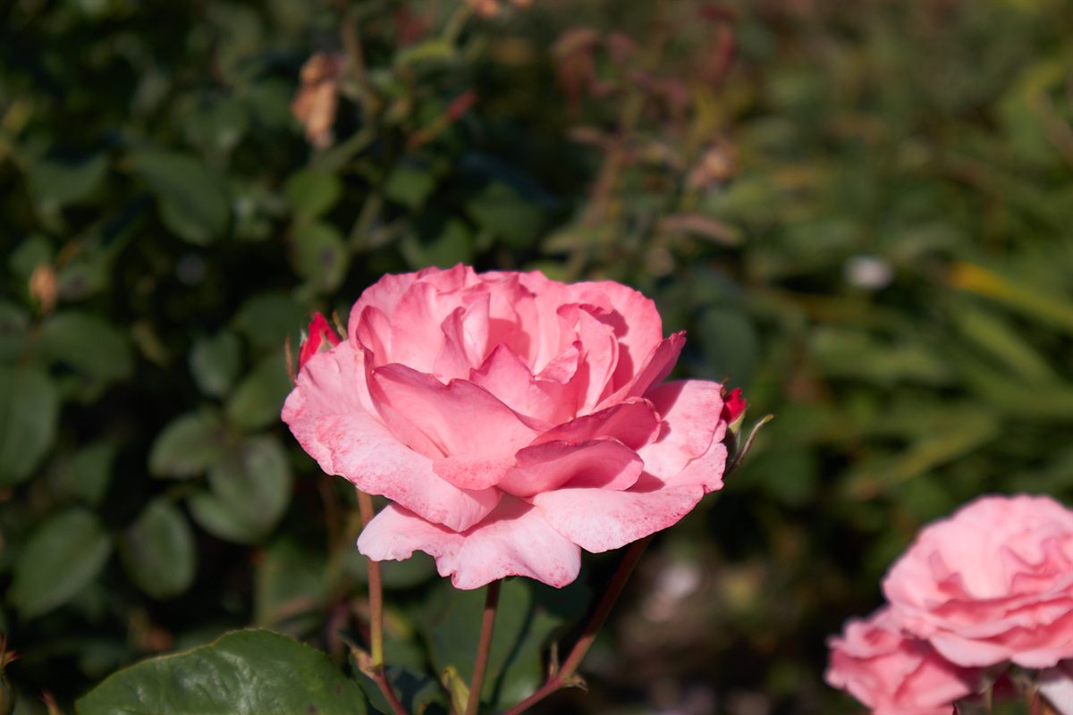 Red roses at several natural stages of fading