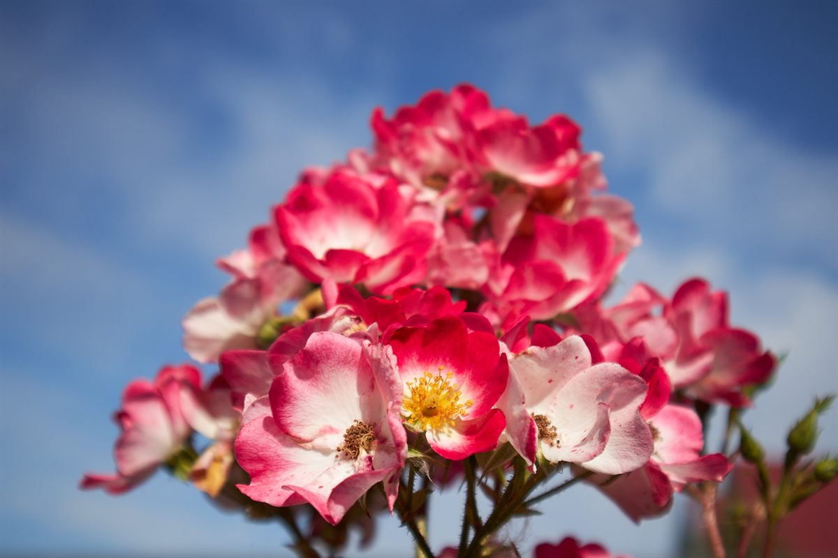 Naturally faded rose blooms photographed in the original garden